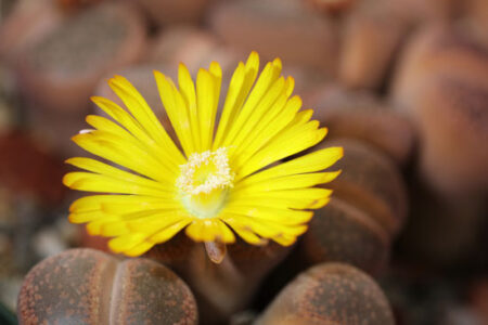 Lithops: Tiny Treasures of the Plant World Image